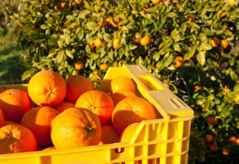 Η νέα απόφαση για τις λεπτομέρειες χορήγησης της συνδεδεμένης στο πορτοκάλι μοιράζει συνολικά 9 εκατ. ευρώ φέτος στους παραγωγούς.